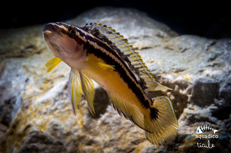 Julidochromis sp. 'ornatus uvira' Uvira